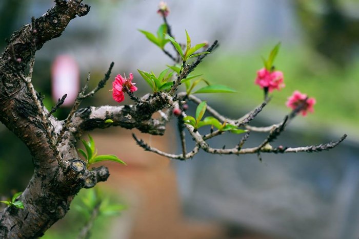 Xuân về, mong đời một cõi an nhiên!-12