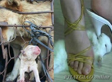 Nước mắt thú vật