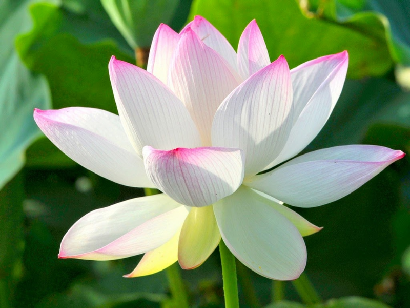 Không đến, không đi