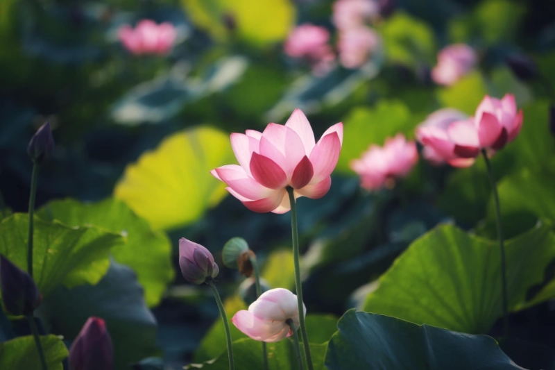 Tâm hồn yêu sen…